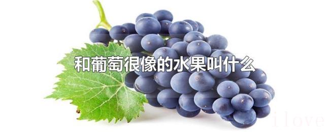 和葡萄很像的水果叫什么