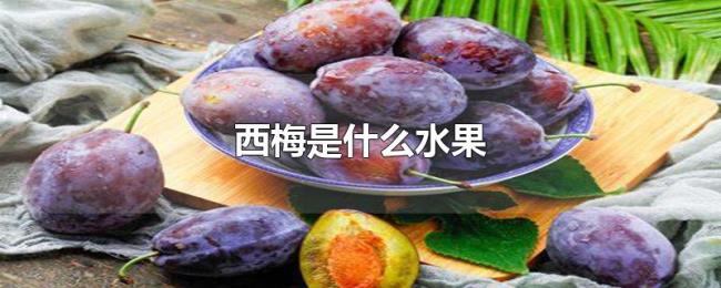 西梅是什么水果