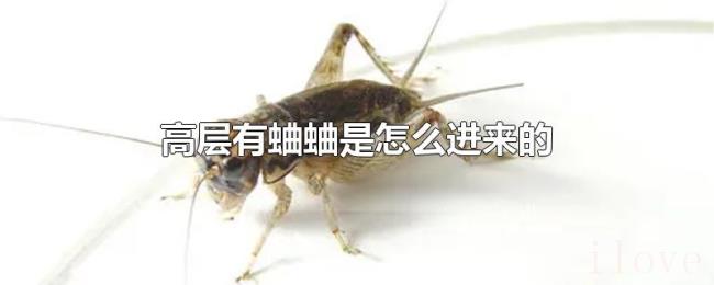 高层有蛐蛐是怎么进来的