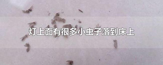 灯上面有很多小虫子落到床上 灯上面有很多小虫子落到床上