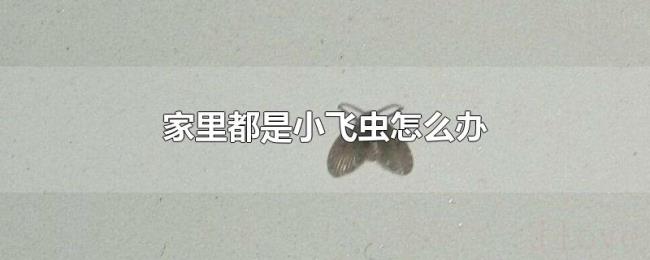 家里都是小飞虫怎么办