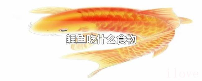 鲤鱼吃什么食物