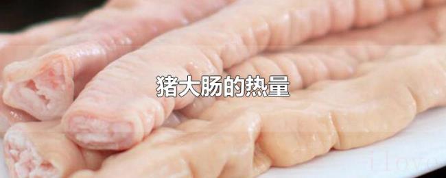 猪大肠的热量