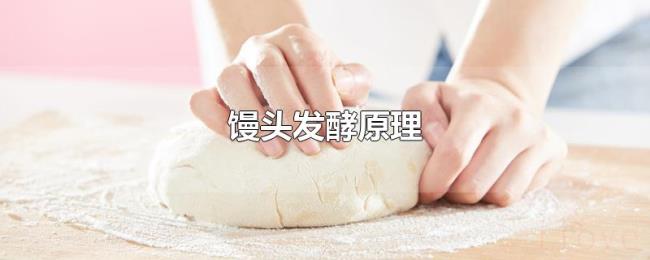 馒头发酵原理 馒头发酵原理