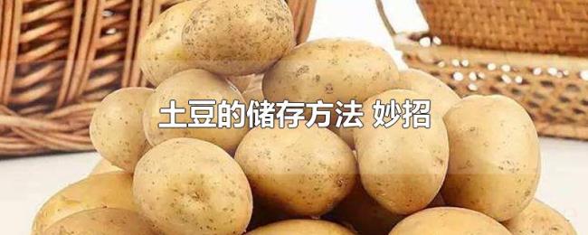 土豆的储存方法(妙招) 土豆的储存方法(妙招)