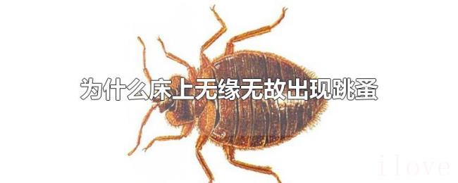 为什么床上无缘无故出现跳蚤