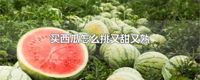 买西瓜怎么挑又甜又熟 买西瓜怎么挑又甜又熟