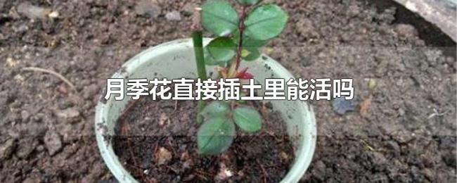 月季花直接插土里能活吗 月季花直接插土里能活吗
