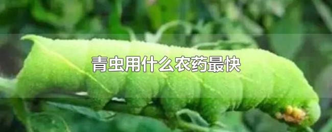 青虫用什么农药最快