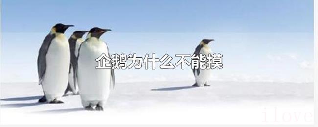 企鹅为什么不能摸 企鹅为什么不能摸