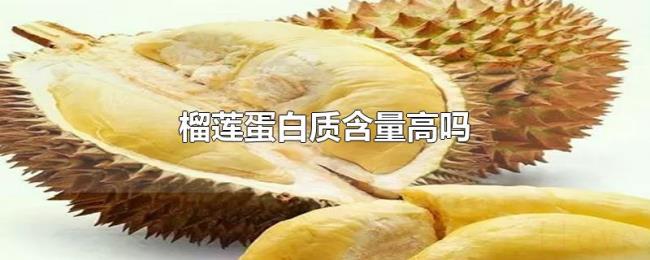 榴莲蛋白质含量高吗 榴莲蛋白质含量高吗