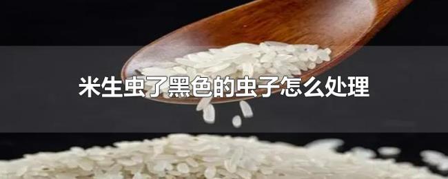 米生虫了黑色的虫子怎么处理 米生虫了黑色的虫子怎么处理