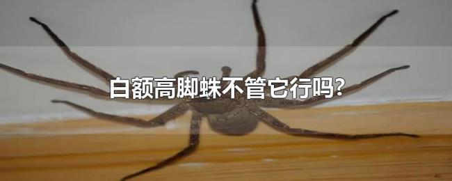 白额高脚蛛不管它行吗? 白额高脚蛛不管它行吗?