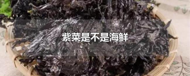 紫菜是不是海鲜 紫菜是不是海鲜