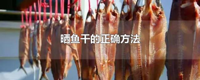 晒鱼干的正确方法