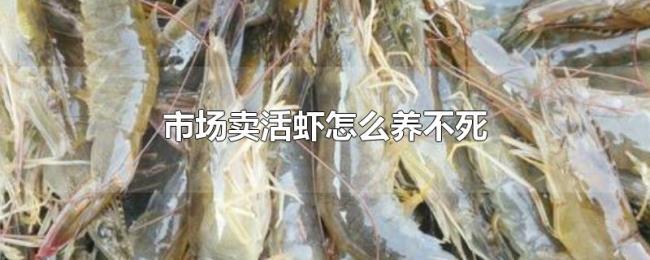 市场卖活虾怎么养不死