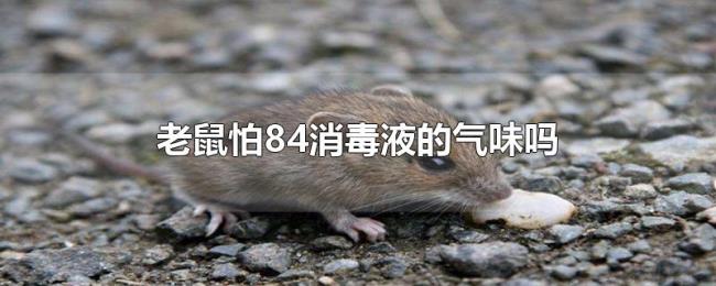 老鼠怕84消毒液的气味吗 老鼠怕84消毒液的气味吗
