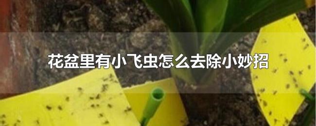 花盆里有小飞虫怎么去除小妙招 花盆里有小飞虫怎么去除小妙招