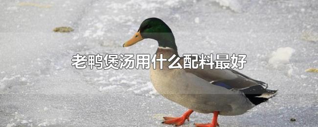 老鸭煲汤用什么配料最好 老鸭煲汤用什么配料最好