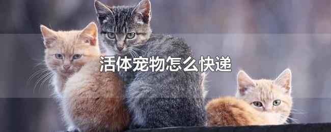 活体宠物怎么快递 活体宠物怎么快递