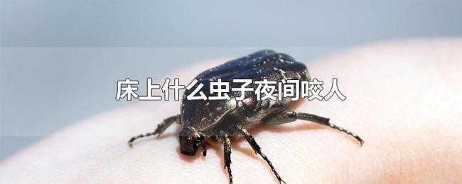 床上什么虫子夜间咬人 床上什么虫子夜间咬人