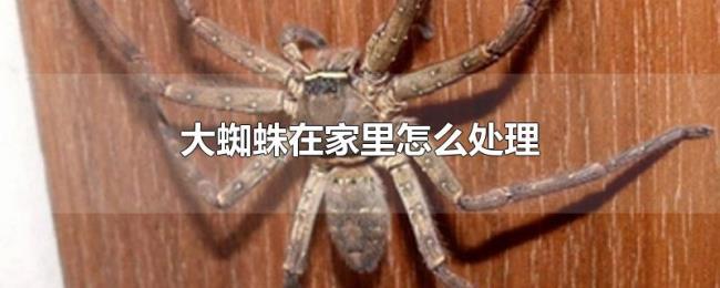 大蜘蛛在家里怎么处理