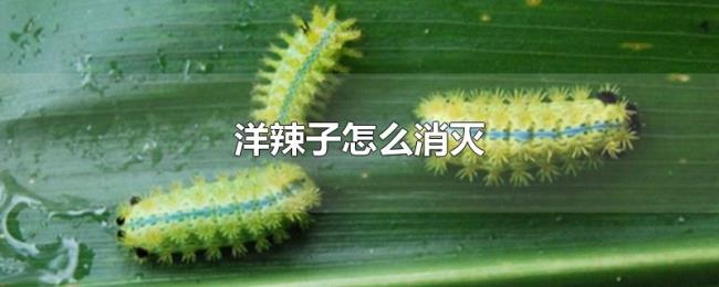 洋辣子怎么消灭 洋辣子怎么消灭