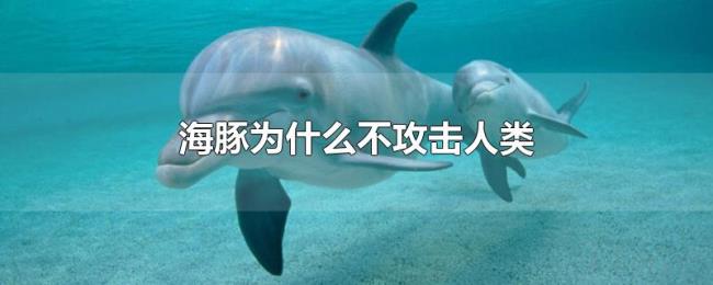 海豚为什么不攻击人类 海豚为什么不攻击人类