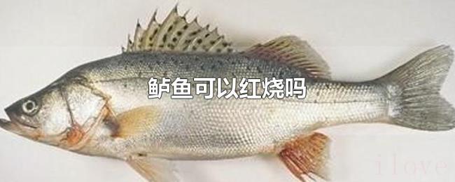 鲈鱼可以红烧吗