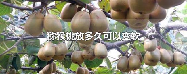 猕猴桃放多久可以变软 猕猴桃放多久可以变软