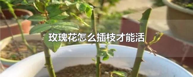 玫瑰花怎么插枝才能活 玫瑰花怎么插枝才能活