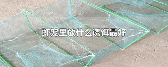 虾笼里放什么诱饵最好