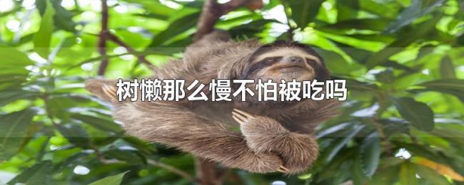 树懒那么慢不怕被吃吗 树懒那么慢不怕被吃吗