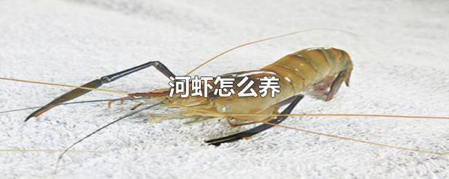 河虾怎么养 河虾怎么养