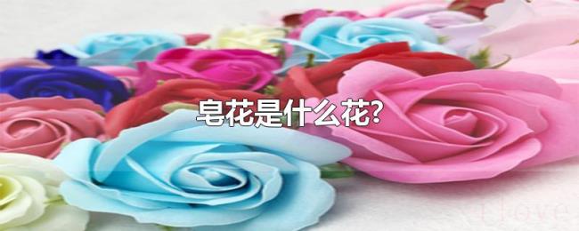 皂花是什么花? 皂花是什么花?