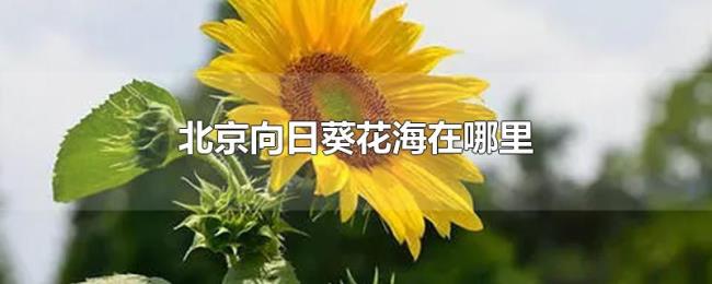 北京向日葵花海在哪里 北京向日葵花海在哪里