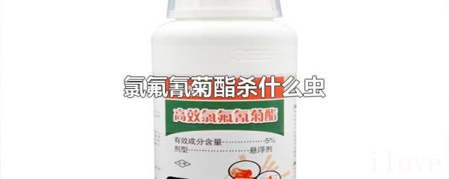 氯氟氰菊酯杀什么虫 氯氟氰菊酯杀什么虫