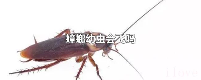蟑螂幼虫会飞吗