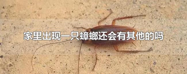 家里出现一只蟑螂还会有其他的吗