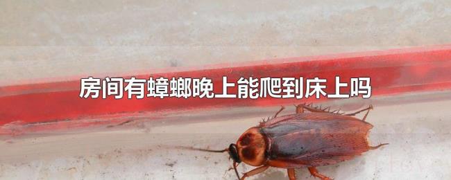 房间有蟑螂晚上能爬到床上吗