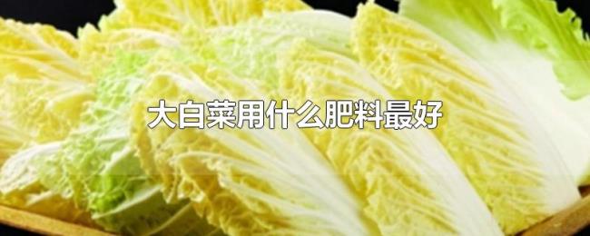 大白菜用什么肥料最好