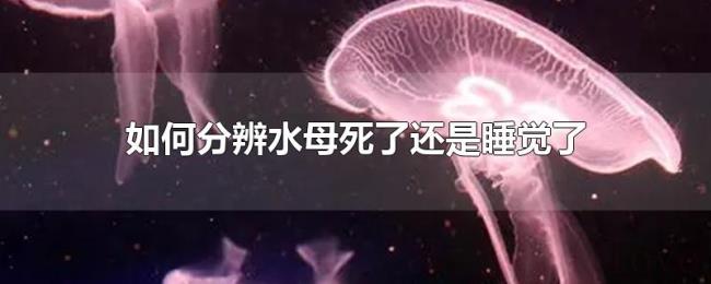 如何分辨水母死了还是睡觉了