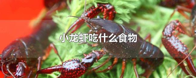 小龙虾吃什么食物