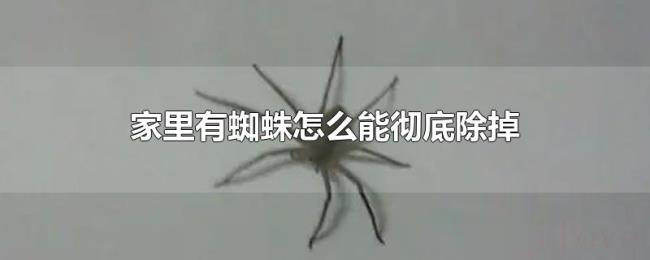 家里有蜘蛛怎么能彻底除掉 家里有蜘蛛怎么能彻底除掉