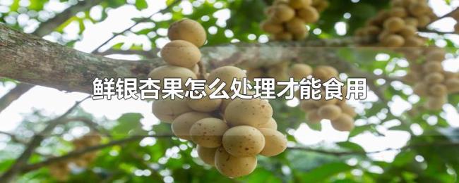 鲜银杏果怎么处理才能食用 鲜银杏果怎么处理才能食用