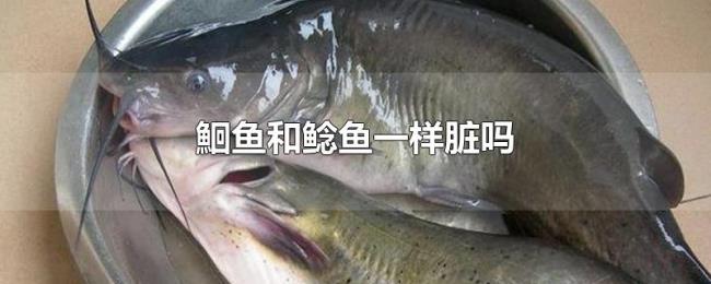鮰鱼和鲶鱼一样脏吗