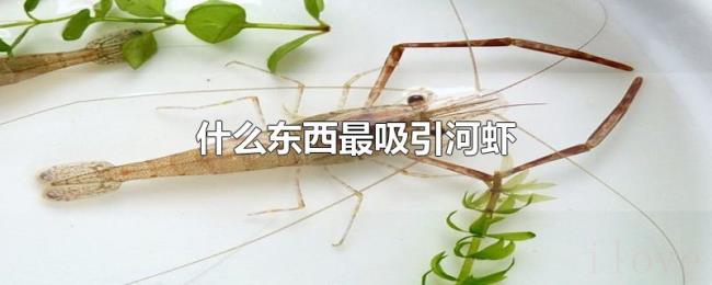 什么东西最吸引河虾 什么东西最吸引河虾