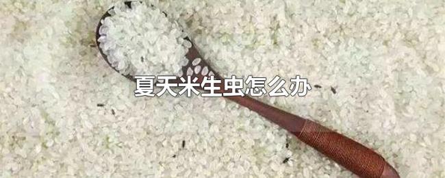 夏天米生虫怎么办 夏天米生虫怎么办