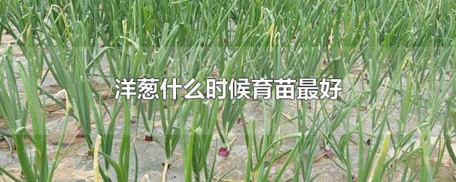 洋葱什么时候育苗最好 洋葱什么时候育苗最好
