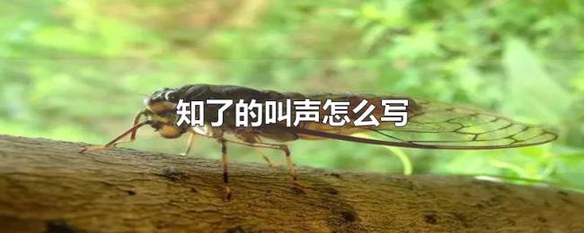 知了的叫声怎么写